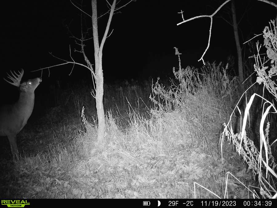 stud buck.jpg